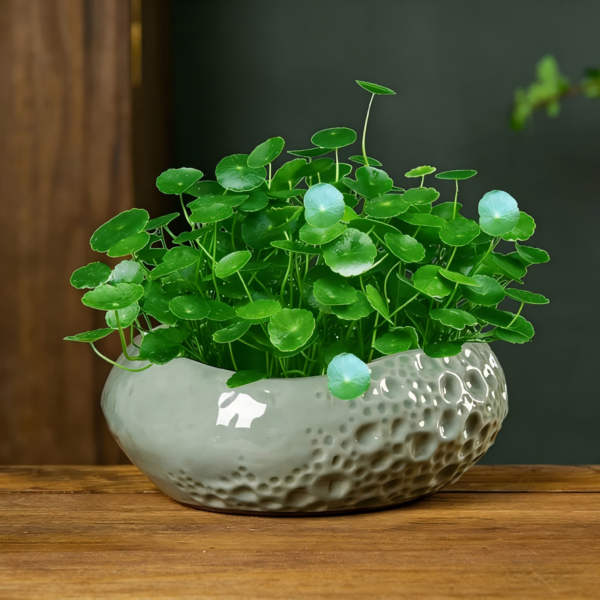 Copper Coin Grass Seeds