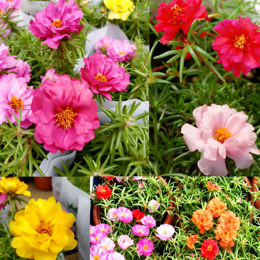 Moss Rose Seeds (Mix)